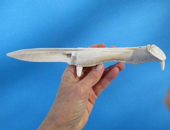 9-3/4 inches Alligator Jaw Bone Knife - Buy this one for $24.99