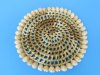 6 inches <font color=red> Wholesale</font> Round Wicker and Cowrie Shell Placemats in Bulk - Pack of 60 @ $1.50 each