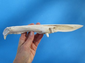11 inches Alligator Jaw Bone Knife Novelty - Buy this one for $29.99
