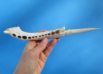 11 inches Alligator Jaw Bone Knife Novelty - Buy this one for $29.99