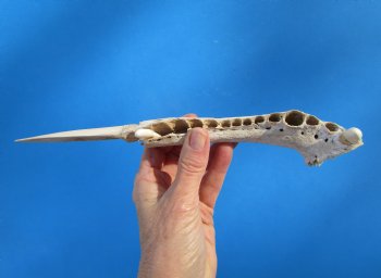 10-3/4 inches Alligator Jaw Bone Knife Novelty - Buy this one for $29.99