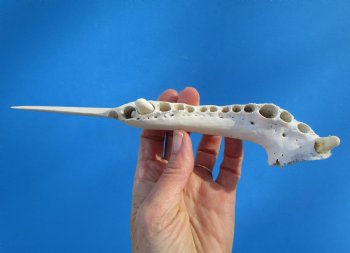 9-1/2 inches Alligator Jaw Bone Knife - Buy this one for $24.99