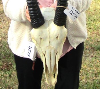 Authentic African Gemsbok Skull with 31-1/2 and 31-3/4 inches Horns for $194.99