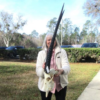 Authentic African Gemsbok Skull with 31-1/2 and 31-3/4 inches Horns for $194.99