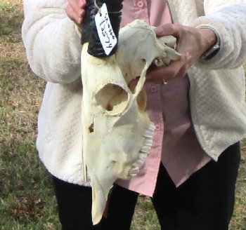 Authentic African Gemsbok Skull with 31-1/2 and 31-3/4 inches Horns for $194.99