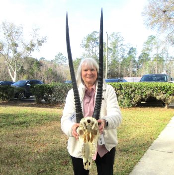 Authentic African Gemsbok Skull with 31-1/2 and 31-3/4 inches Horns for $194.99