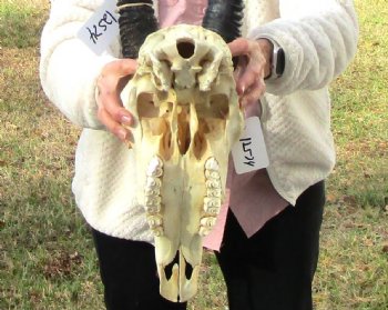 Authentic African Gemsbok Skull with 31-1/2 and 31-3/4 inches Horns for $194.99