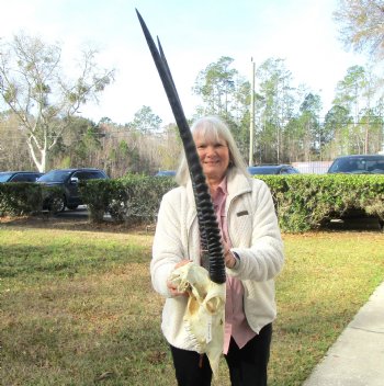 Authentic African Gemsbok Skull with 31-1/2 and 31-3/4 inches Horns for $194.99