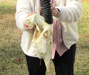 Authentic African Gemsbok Skull with 31-1/2 and 31-3/4 inches Horns for $194.99