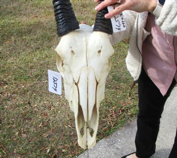 Authentic African Gemsbok Skull with 31-1/2 and 31-3/4 inches Horns for $194.99