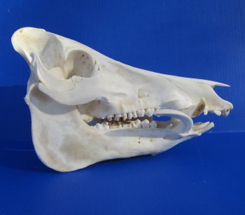 12-1/2 inches Large Georgia Wild Boar, Hog Skull with Large 4-1/2 inches Lower Tusks <font color=red> Good Quality</font> - Buy this one for $79.99