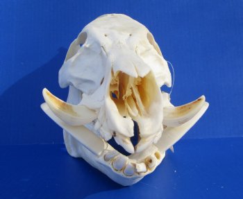 12-1/2 inches Large Georgia Wild Boar, Hog Skull with Large 4-1/2 inches Lower Tusks <font color=red> Good Quality</font> - Buy this one for $79.99