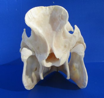 12-1/2 inches Large Georgia Wild Boar, Hog Skull with Large 4-1/2 inches Lower Tusks <font color=red> Good Quality</font> - Buy this one for $79.99
