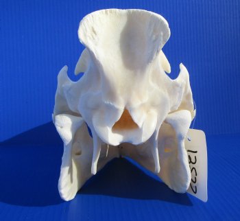 11-1/2 inches Real Georgia Wild Boar Skull - Buy this one for $64.99