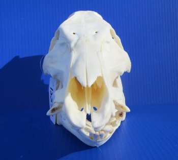 11-1/2 inches Real Georgia Wild Boar Skull - Buy this one for $64.99