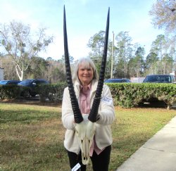 Real African Gemsbok, Oryx Skull with 31-1/4 and 30-7/8 inches Horns FOR $194.99