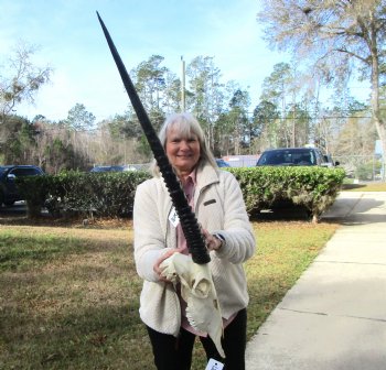 Real African Gemsbok, Oryx Skull with 31-1/4 and 30-7/8 inches Horns FOR $194.99