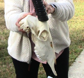 Real African Gemsbok, Oryx Skull with 31-1/4 and 30-7/8 inches Horns FOR $194.99