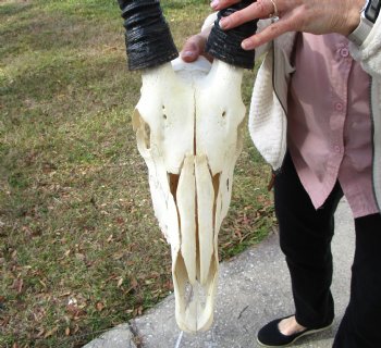 Real African Gemsbok, Oryx Skull with 31-1/4 and 30-7/8 inches Horns FOR $194.99