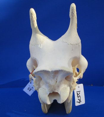 Authentic Female Giraffe Skull, 23-1/2x10x16-1/2- Buy this one for $699.99 ( Signature Required) CITES PERMIT P-000041049