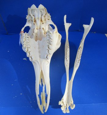 Authentic Female Giraffe Skull, 23-1/2x10x16-1/2- Buy this one for $699.99 ( Signature Required) CITES PERMIT P-000041049