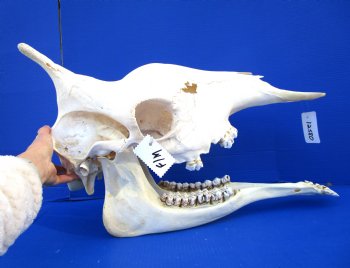 24-1/2 inches  Authentic Female African Giraffe Skull - Buy this one for $699.99 ( Signature Required) CITES PERMIT P-000041049