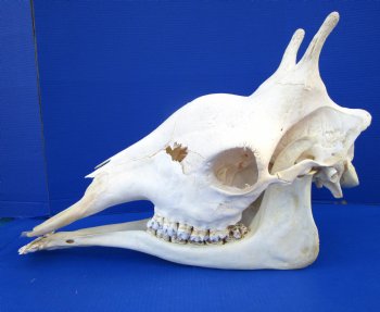 24-1/2 inches  Authentic Female African Giraffe Skull - Buy this one for $699.99 ( Signature Required) CITES PERMIT P-000041049
