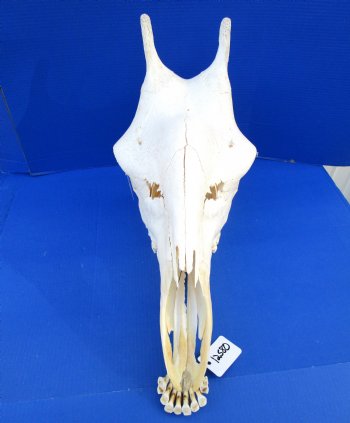 24-1/2 inches  Authentic Female African Giraffe Skull - Buy this one for $699.99 ( Signature Required) CITES PERMIT P-000041049