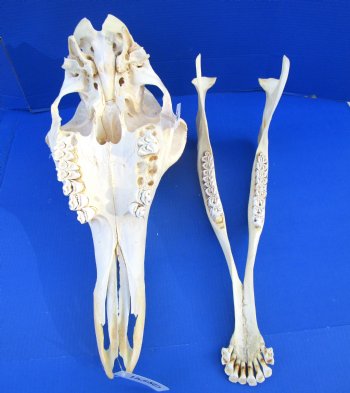 24-1/2 inches  Authentic Female African Giraffe Skull - Buy this one for $699.99 ( Signature Required) CITES PERMIT P-000041049