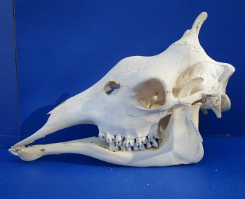Genuine Female African Giraffe Skull, 24x10x14-3/4 - Buy this one for $699.99 ( Signature Required) CITES PERMIT P-000041049