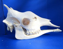 Real Female African Giraffe Skull, 25x10x14-1/2 - Buy this one for $699.99 ( Signature Required) CITES PERMIT P-000041049