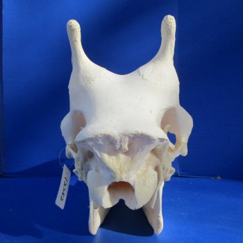 Real Female African Giraffe Skull, 25x10x14-1/2 - Buy this one for $699.99 ( Signature Required) CITES PERMIT P-000041049