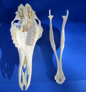 Real Female African Giraffe Skull, 25x10x14-1/2 - Buy this one for $699.99 ( Signature Required) CITES PERMIT P-000041049