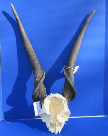 African Bull Eland Skull Plate with 29 and 30 inches Horns for $120.00
