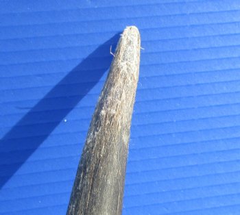 African Bull Eland Skull Plate with 29 and 30 inches Horns for $120.00