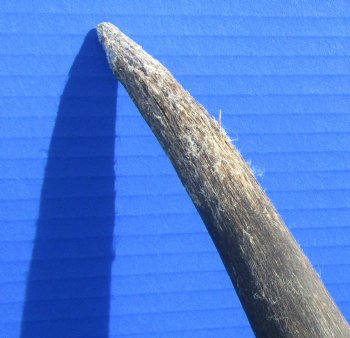 African Bull Eland Skull Plate with 29 and 30 inches Horns for $120.00