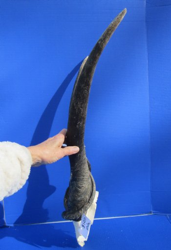 African Bull Eland Skull Plate with 29 and 30 inches Horns for $120.00