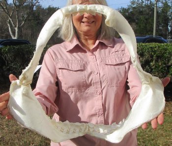 19 inches Huge Tiger Shark Jaw, (Galeocerdo cuvier) <font color=red> WITH EXTREMELY SHARP TEETH</FONT> - Buy this one for $599.99 (Delivery Signature Required)