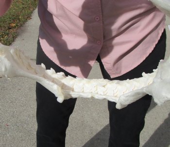 19 inches Huge Tiger Shark Jaw, (Galeocerdo cuvier) <font color=red> WITH EXTREMELY SHARP TEETH</FONT> - Buy this one for $599.99 (Delivery Signature Required)