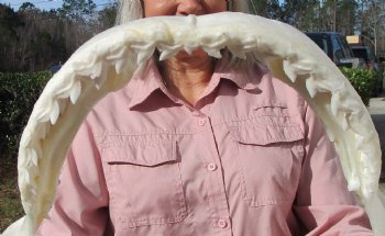 19 inches Huge Tiger Shark Jaw, (Galeocerdo cuvier) <font color=red> WITH EXTREMELY SHARP TEETH</FONT> - Buy this one for $599.99 (Delivery Signature Required)