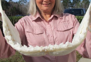 19 inches Huge Tiger Shark Jaw, (Galeocerdo cuvier) <font color=red> WITH EXTREMELY SHARP TEETH</FONT> - Buy this one for $599.99 (Delivery Signature Required)