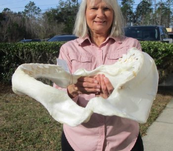 19-1/2 inches Huge Tiger Shark Jaw, (Galeocerdo cuvier) <font color=red> WITH EXTREMELY SHARP TEETH</FONT> - Buy this one for $599.99 (Delivery Signature Required)