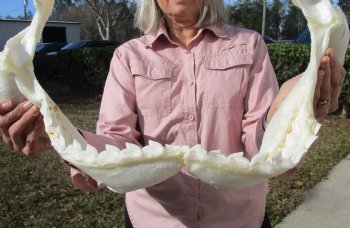 19-1/2 inches Huge Tiger Shark Jaw, (Galeocerdo cuvier) <font color=red> WITH EXTREMELY SHARP TEETH</FONT> - Buy this one for $599.99 (Delivery Signature Required)