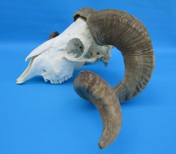 African Merino Sheep/Ram Skull with 27-1/2 and 27-3/4 inches Horns - Buy for $174.99