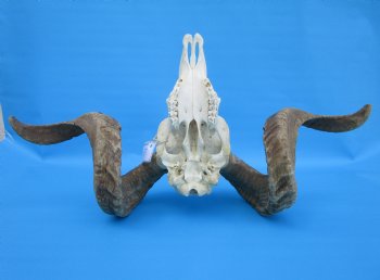 African Merino Sheep/Ram Skull with 27-1/2 and 27-3/4 inches Horns - Buy for $174.99
