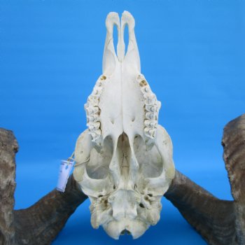 African Merino Sheep/Ram Skull with 27-1/2 and 27-3/4 inches Horns - Buy for $174.99