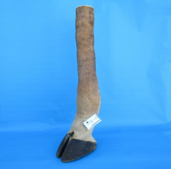 23-1/4 tall Taxidermy Giraffe Foot with Hoof - Buy this for $99.99