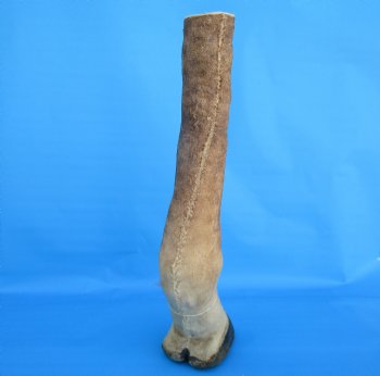 23-1/4 tall Taxidermy Giraffe Foot with Hoof - Buy this for $99.99