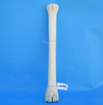 24-1/2 inches Real African Giraffe Metacarpal Leg Bone for $119.99