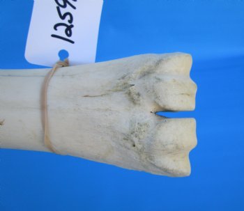 24-1/2 inches Real African Giraffe Metacarpal Leg Bone for $119.99